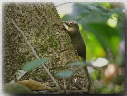 Smooth-tailed Treeshrew at Mahua WF