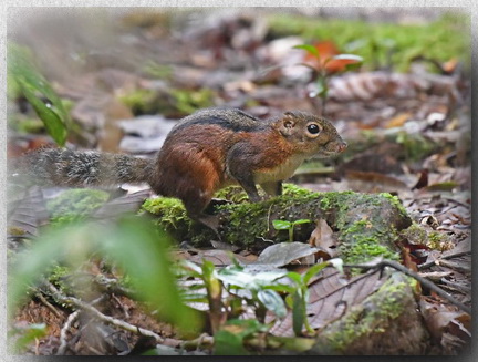 Three-striped Ground Squirrel at Borneo Highlands