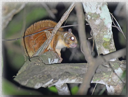 Whiskered Flying Squirrel -borneoensis