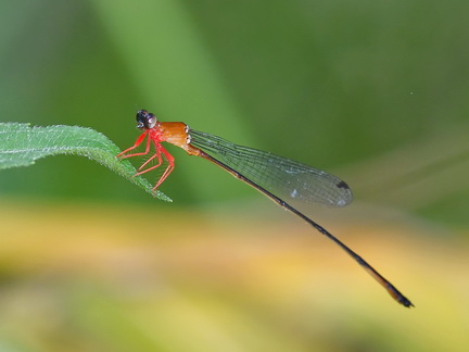 Igneocnemis fuligifrons