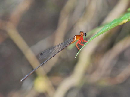 Igneocnemis fuligifrons