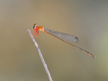 Igneocnemis fuligifrons