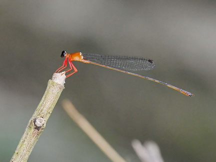 Igneocnemis fuligifrons