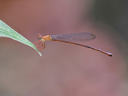 Igneocnemis fuligifrons