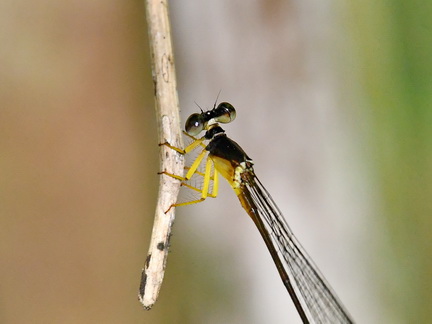 Igneocnemis kaiseri