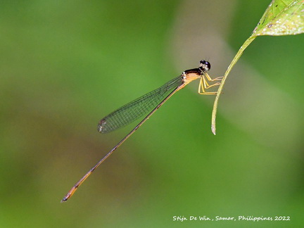 Igneocnemis kaiseri