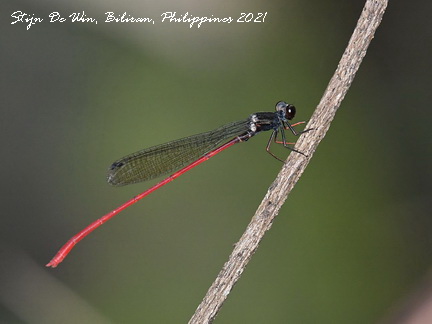 Igneocnemis siniae