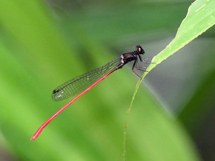 Igneocnemis siniae