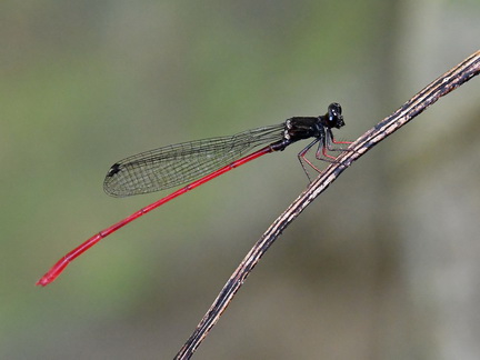 Igneocnemis siniae