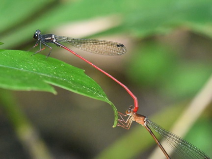 Igneocnemis siniae