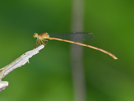 Igneocnemis siniae