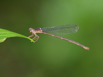 Igneocnemis siniae