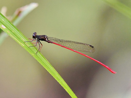 Igneocnemis siniae