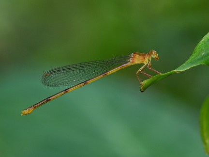 Igneocnemis siniae