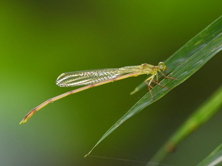 Igneocnemis siniae