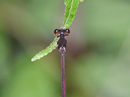 Igneocnemis siniae