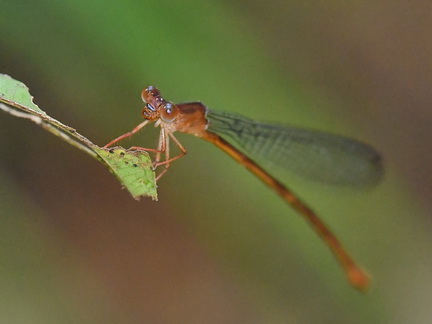 Igneocnemis siniae