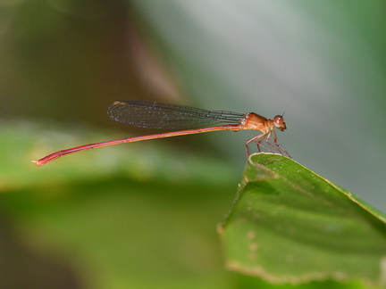 Igneocnemis siniae