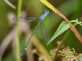 Lestes praemorsus