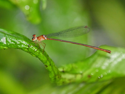 Dragonflies and Damselflies of the Philippines; Igneocnemis fuligifrons.