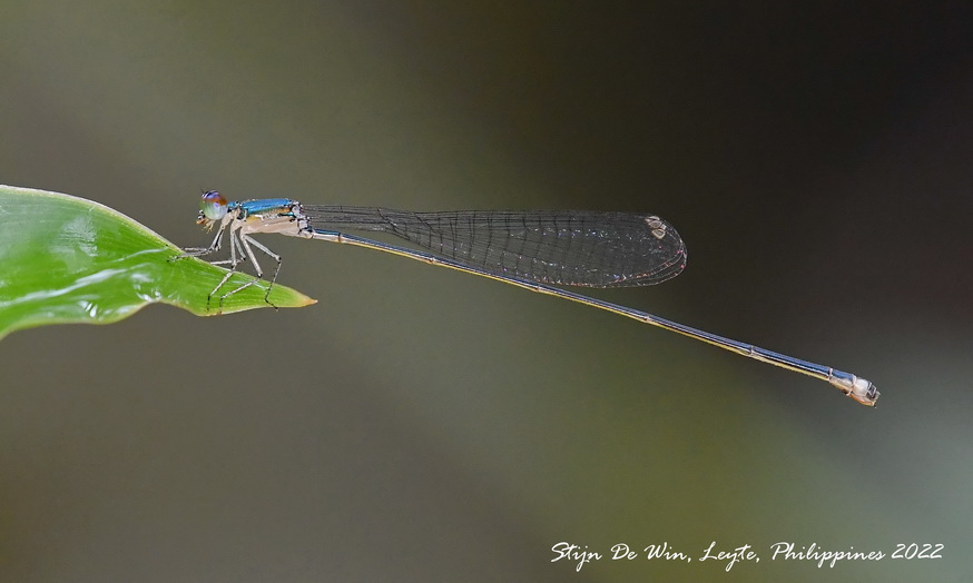 Sangabasis braulitae