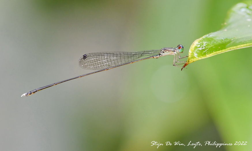 Sangabasis braulitae