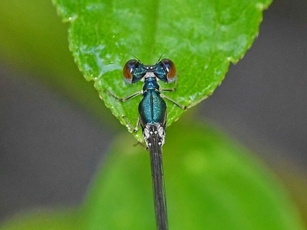 Sangabasis feliculoi