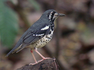 Ashy Thrush at La Mesa