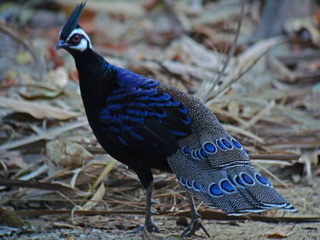 Birding tour Philippines