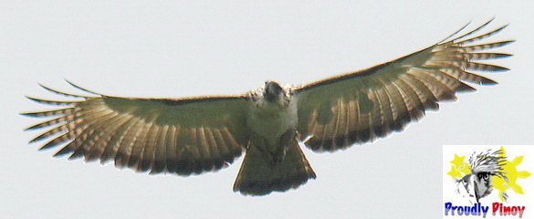 Philippine Eagle in flight