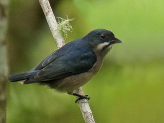 Whiskered Flowerpecker in Davao