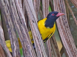 Black-hooded Oriole at Blue Magpie Lodge