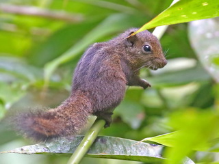 Dusky Palm Squirrel