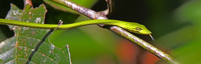 Green Vine Snake at Sinharaja