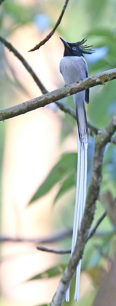 Indian Pardise Flycatcher