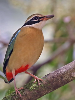 Indian Pitta at Blue Magpie Lodge