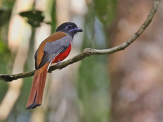 Malabar Trogon