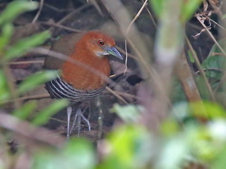 Slaty-legged Crake at Blue Magpie Lodge