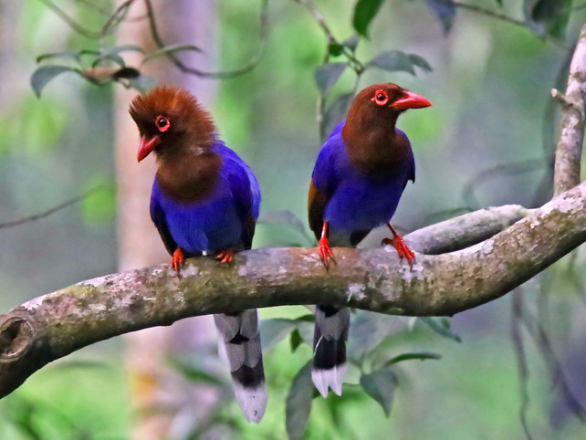 Sri Lanka Blue Magpie