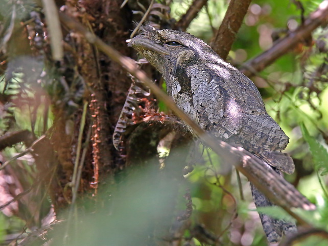 Sri Lanka Frogmouth at Sinharaja