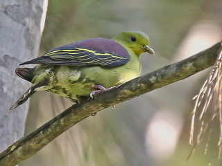 Sri Lanka Green Pigeon