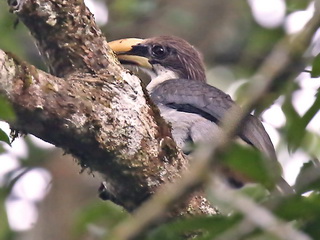 The endemic Sri Lanka Grey Hornbill