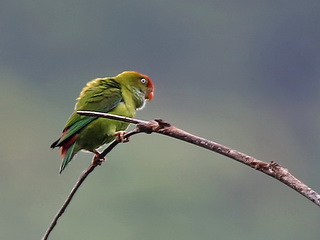 Sri Lanka Hanging Parrot