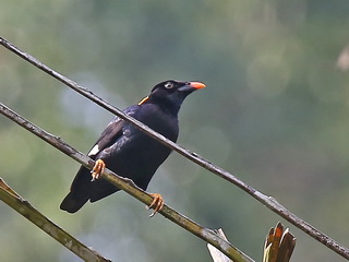 Ceylon Hill Myna