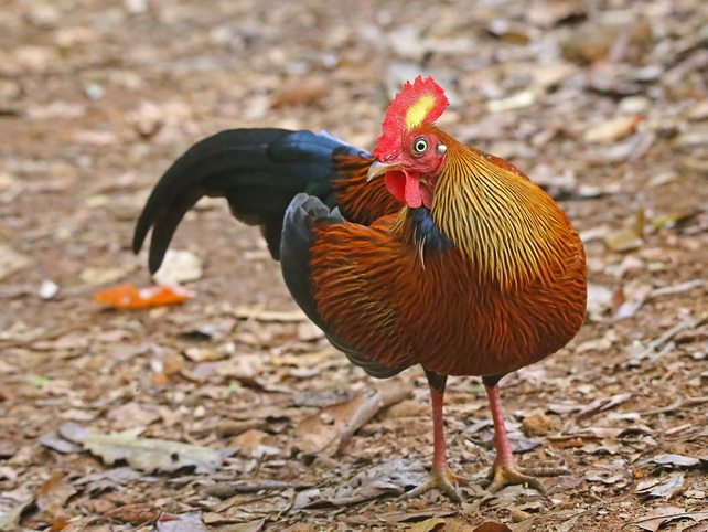 Ceylon Junglefowl