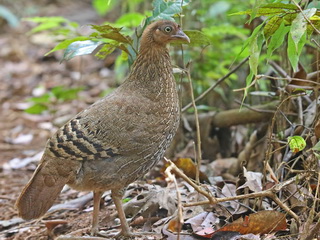 Sri Lanka junglefowl