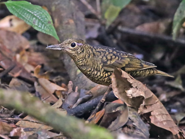 Sri Lanka Scaly Thrush