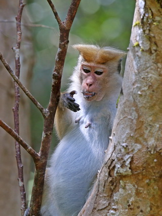 Toque Macaque at Sinharaja