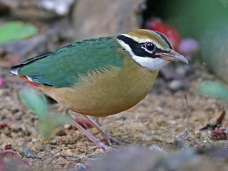 Indian Pitta at Sinharaja