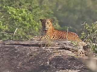 Leopard at Yala NP